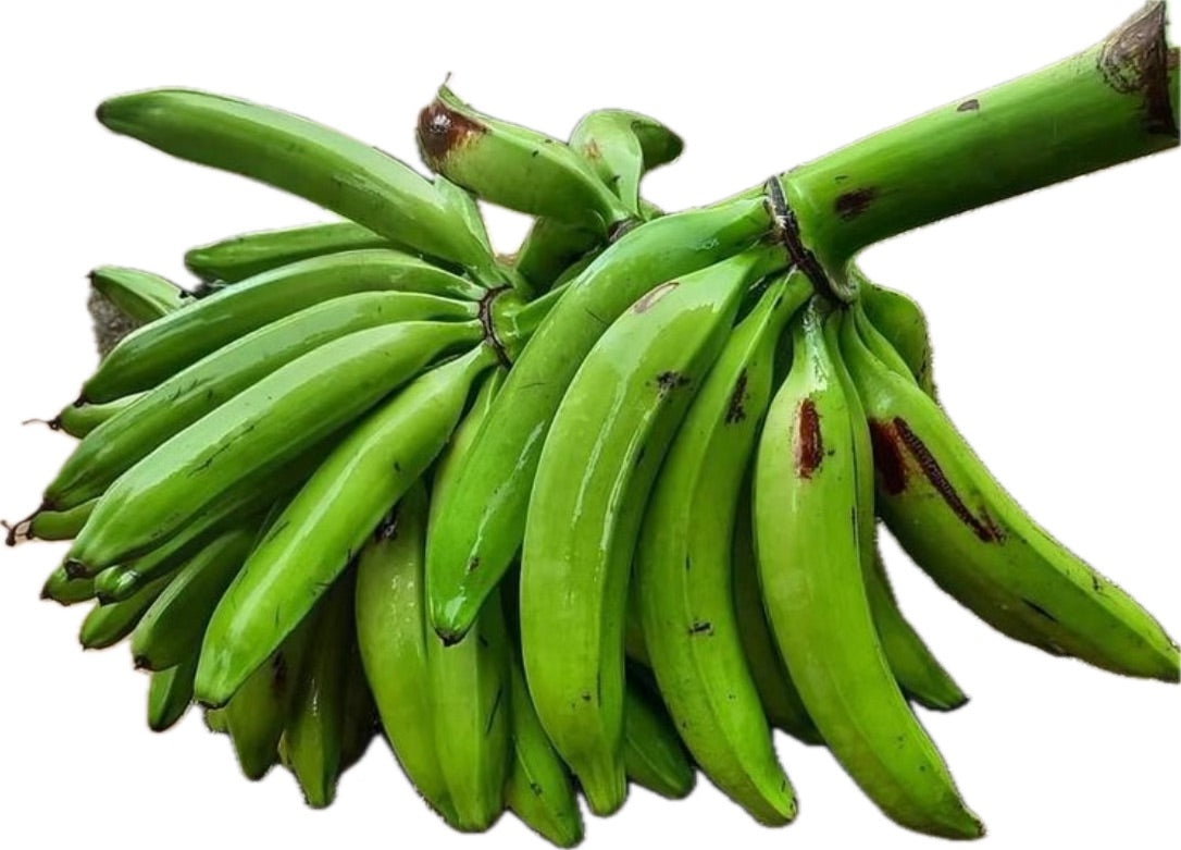 Semilla Plátano Variedad Moricongo
