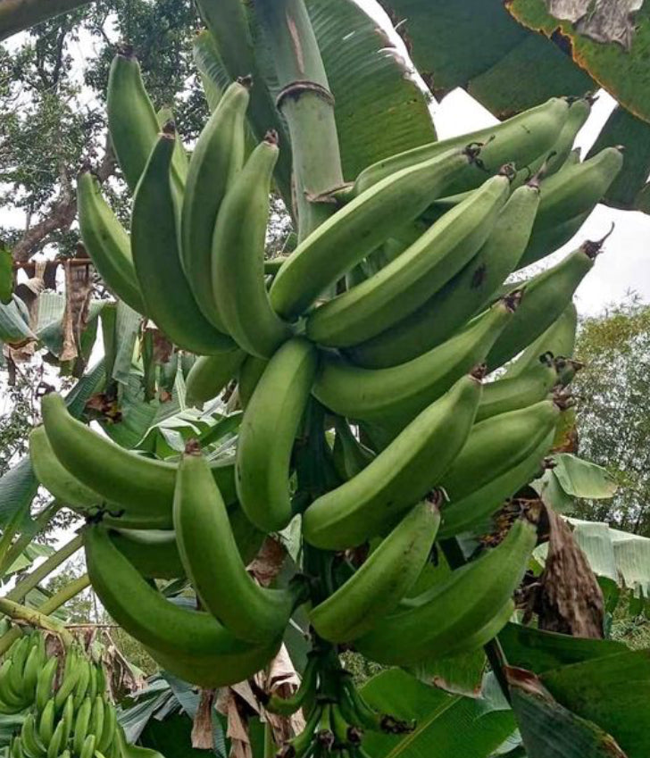 Plátano Variedad Harton
