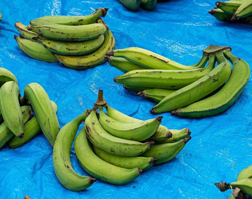 Platano Tallo Morado (SUPER PLATANO)