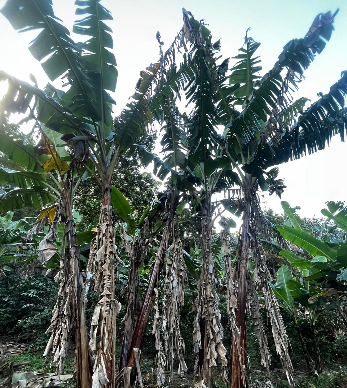 Platano Tallo Morado (SUPER PLATANO)