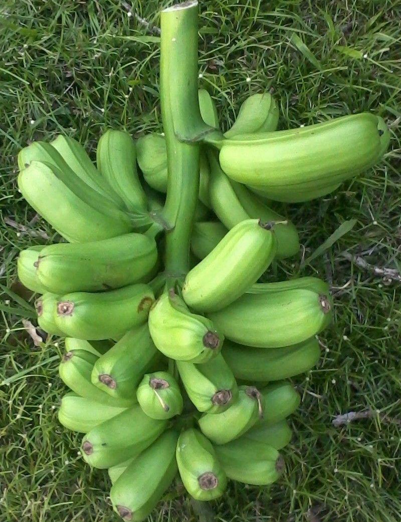 SEMILLA PLATANO HAWAIANO