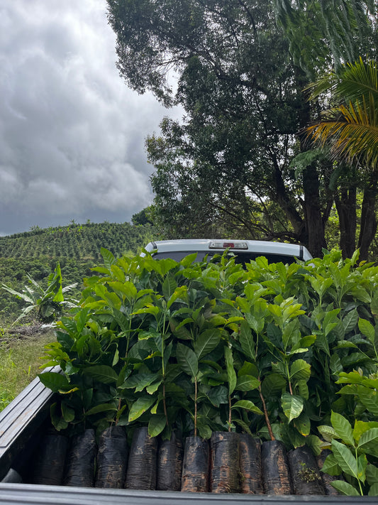 Planta Cafe Arabico / Variedad Fronton (PICK UP  / DELIVERY ONLY)