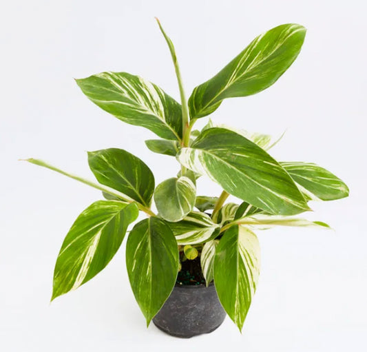 Maranta Calatea Ornamental/ 1galon