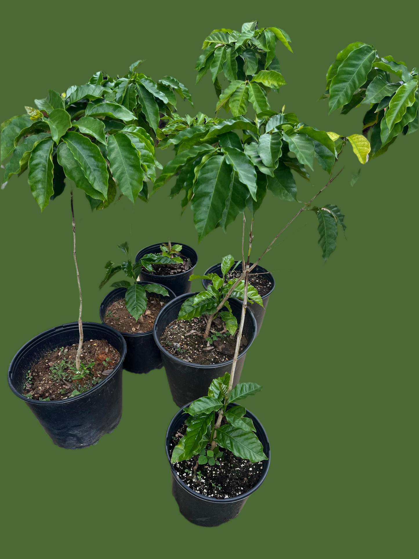 Plantas de café en producción