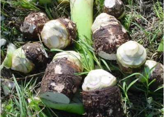 Semilla Malanga (BLANCA)